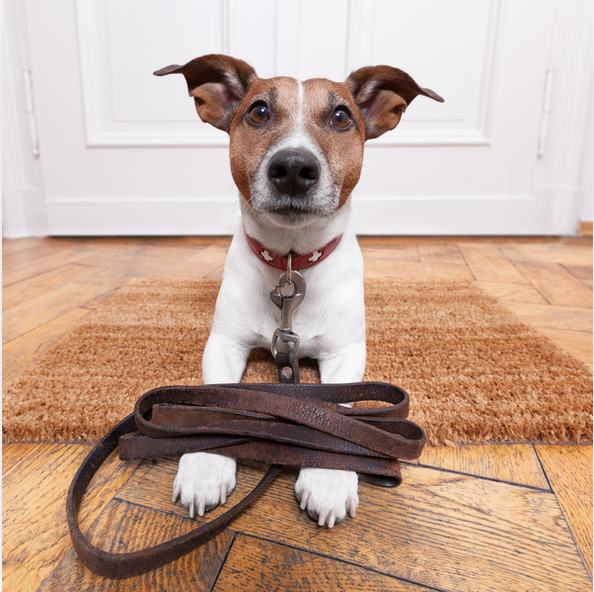 Collars & Leashes